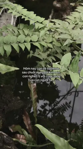 ...#tamtrang #story 