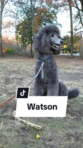 Watson, 7 Years Old, Standard Poodle, Watson is a playful pup who loves his mom more than anything and anyone. He may be seven years old, but he seems like a puppy! He enjoys walks in his park and playing with every stick he can find. He’s not the biggest fans of other doggies, but he makes sure to say hello to every human he meets. #poodle #standardpoodle #dogs #dogsoftiktok #doglover #nyc #streetinterview @real.rachel.green 