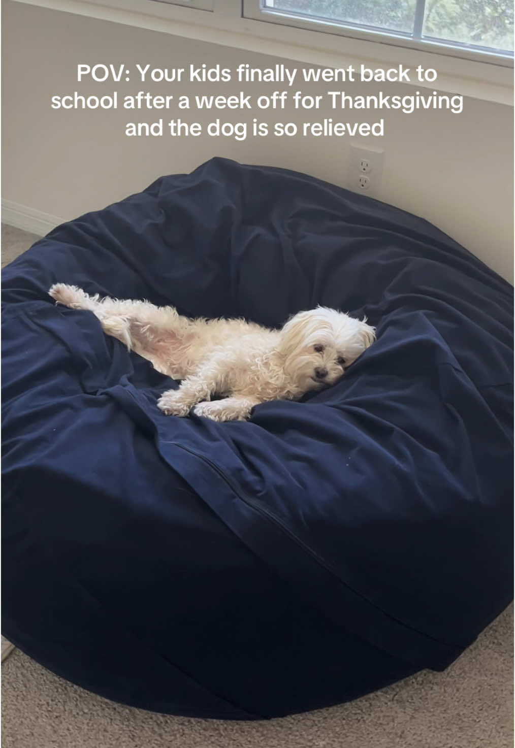 She said whew that was a lot 😮‍💨😂 #dogsoftiktok #dogsofttiktok #dogsoftiktokviral #fyp #maltese 