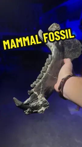 This ancient mammal jaw was discovered by Jayton Kaiser in Southwestern Wyoming. Palaeosyops was a mammal that lived in North America 45 million years ago. 