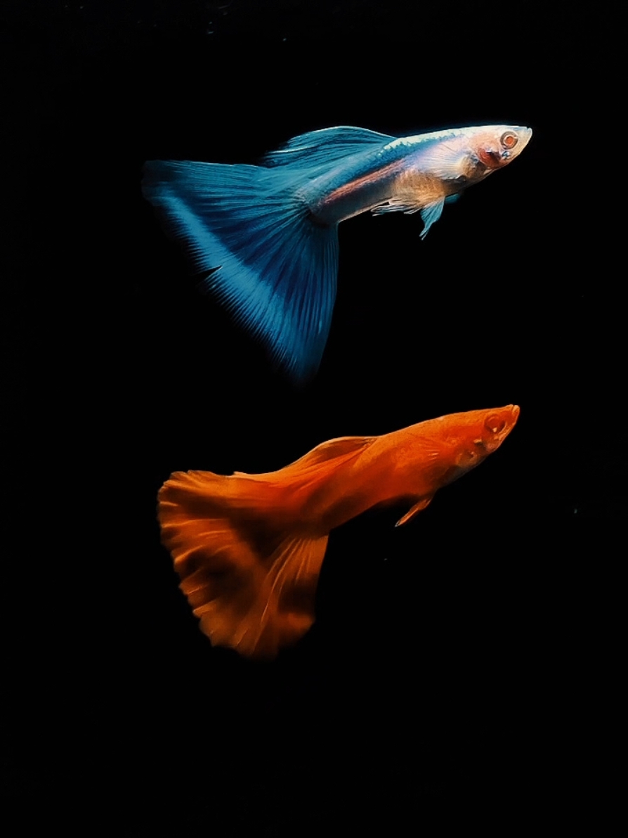 #CapCut  duet albino sky blue & albino full red🥰 #guppyfish #guppylover #albinofullred #albinoskyblue #guppyindonesia #breederguppyindonesia #ygy #fyppppppppppppppppppppppp 