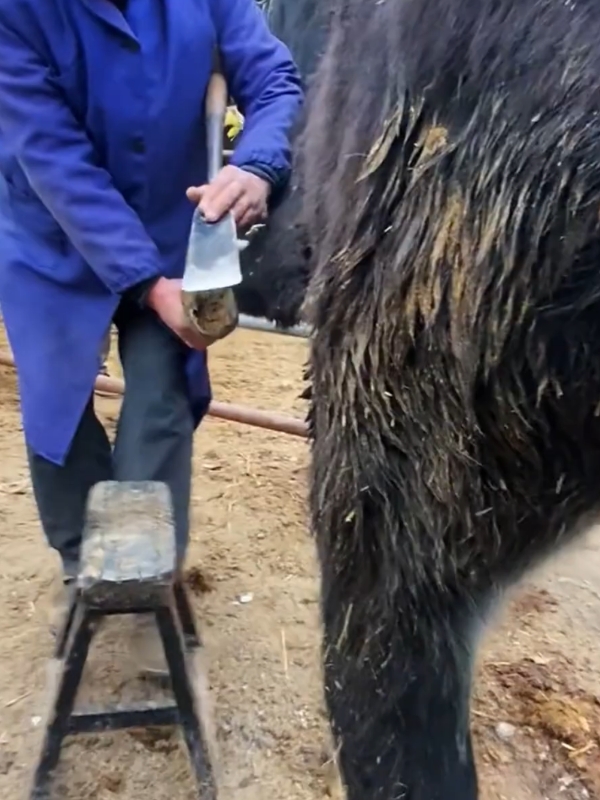 #hoof #donkey #trim #unitedkingdom #fyy #horse #DonkeyHoofCleaning#SatisfyingCleaning#HoofCare#AnimalGrooming#CleanWithMe#OddlySatisfying#HoofCleaning#DonkeyCare#FarmLife#BeforeAndAfter#SatisfyingVideo#AnimalLovers#PetCare#SatisfyingToWatch#CleanHooves#DonkeyLovers#FarmAnimals#DailyHoofCare#HoofTrimming#DonkeyLife#AnimalCareTips#AnimalRescue#FarmGrooming#VetLife#SatisfyingClips#DonkeyMaintenance#AnimalCleaning#DonkeyGrooming#CleaningSatisfy#AnimalCareRoutine#HoofHealth#CleaningDonkeyHooves#PetGrooming#FarmCare#HoofClean#CleaningVibes#AnimalMaintenance#FarmRoutine#HoofCleaningVideo#DonkeyDaily#CleanAnimalHooves#SatisfyingAnimalVideos#PetCareRoutine#DailyFarmLife#AnimalGroomingTips#HoofCareRoutine#FarmAnimalCare#DonkeyCareTips #germany #viral_video 