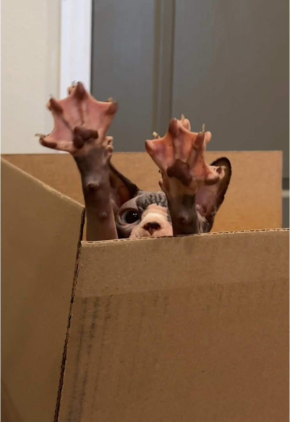 Special spreaders delivery 📦 🐾 #sphynx #sphynxcat #cat #cats #hairlesscat #asmr