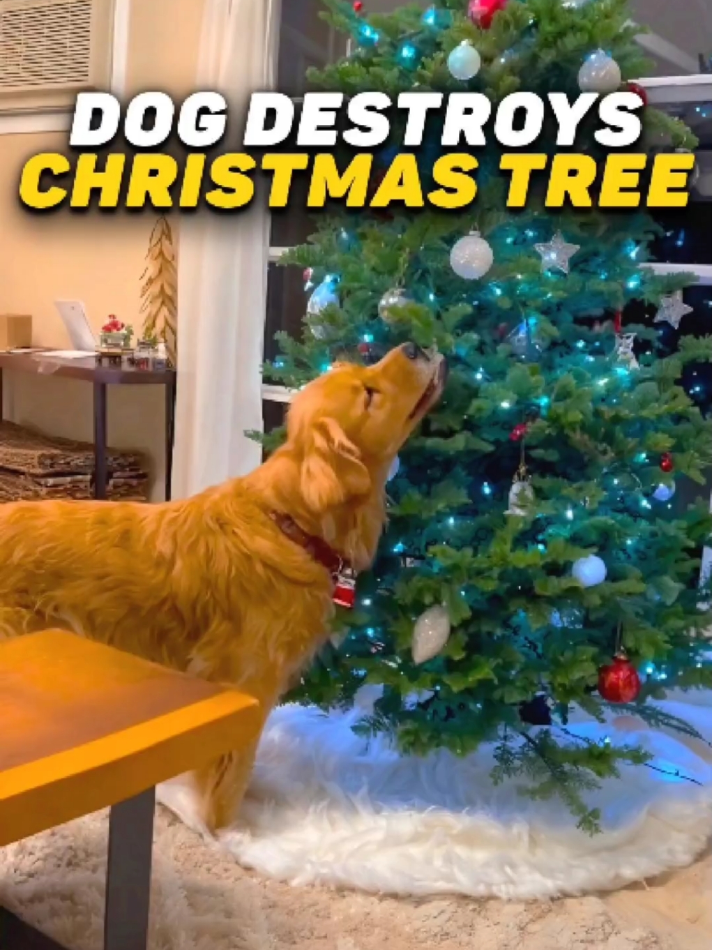 Dog Destroys Christmas Tree 🎄 | Compilation | #dog  #petscompilation 