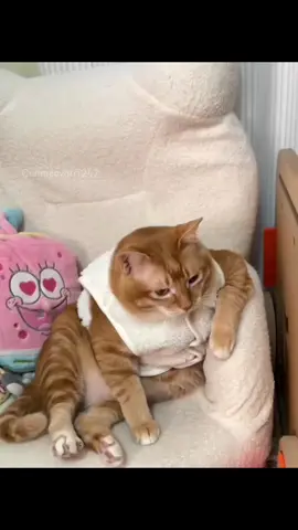 #conmeovotri247 #cute #pet #meow #cat #haihuoc #funny 