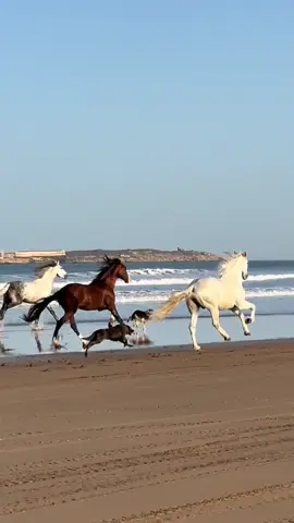 The most freedom we give them; the most happy they are. Amigo, íthaca & Ringo. 👉🏼 We are a Travel Agency based in Essaouira (Morocco). Join us for an unforgettable horseride holidays. Ride the best horses in town, and meet the best team of riders.  . . . . . . #horses #horsesoftiktok #horse #horsetok #equestrian #fyp #cheval #fypage #viral #viralvideo #pferd #horsesontiktok #лошадь #horselove #essaouira #morocco #lovak #caballos #cavalli #freedom #equestrianlife #fypviral 