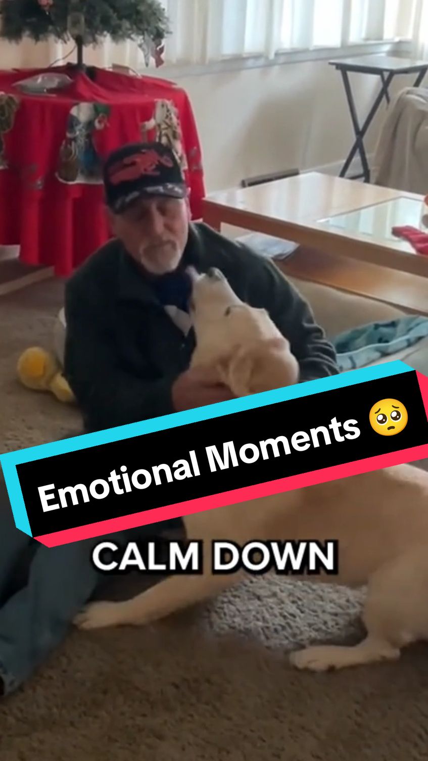Heartwarming dog reunions 😍 || Emotional moments that will melt your heart 🥺❤️ #dog #dogsoftiktok #doglovers #reunion #reunited #emotional #hearttouching #heartwarming #wholesome #priceless #reaction #fyp #foryoupage 