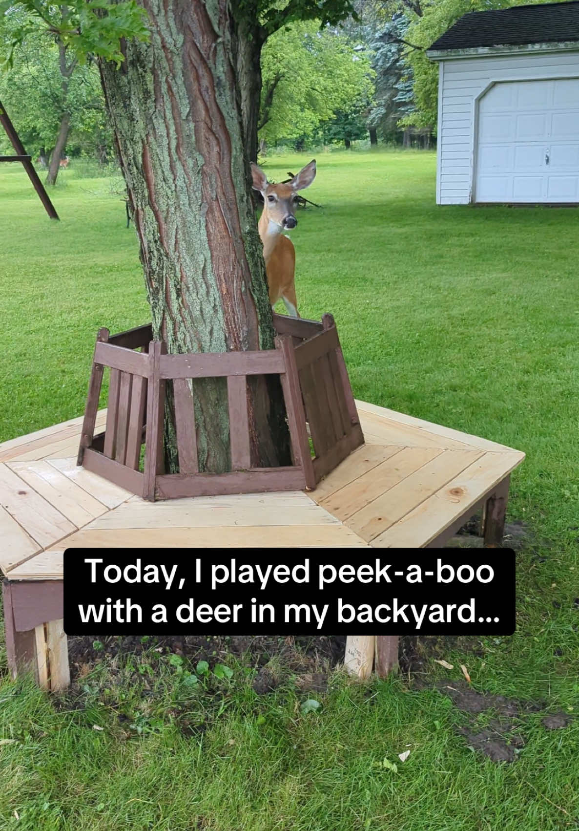 She was like “now you made it weird” 🦌 #RoadTo16Million #Pubity (Dawn Buck via Viralhog) 