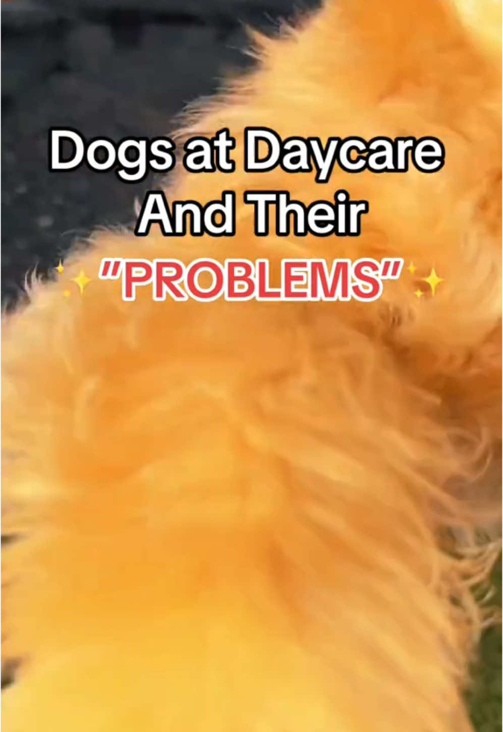 I feel like Finn is trying to sell me something #dogsatdaycare #dogdaycare #doggydaycare #doggiedaycare #dogsoftiktok #tiktokdogs #dogsatdaycareandtheirproblems #dogproblems #onthisday 