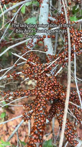 Lady bug migration has started at this Bay Area park in California…🐞 #norcal #explorenorcal #ladybugs #ladybugmigration #santaclaracounty #bayarea #bayareahikes #californiatravel #wildbayarea #northerncalifornia #Hiking #uvascanyoncountypark #morganhillcalifornia #californiahiddengems 