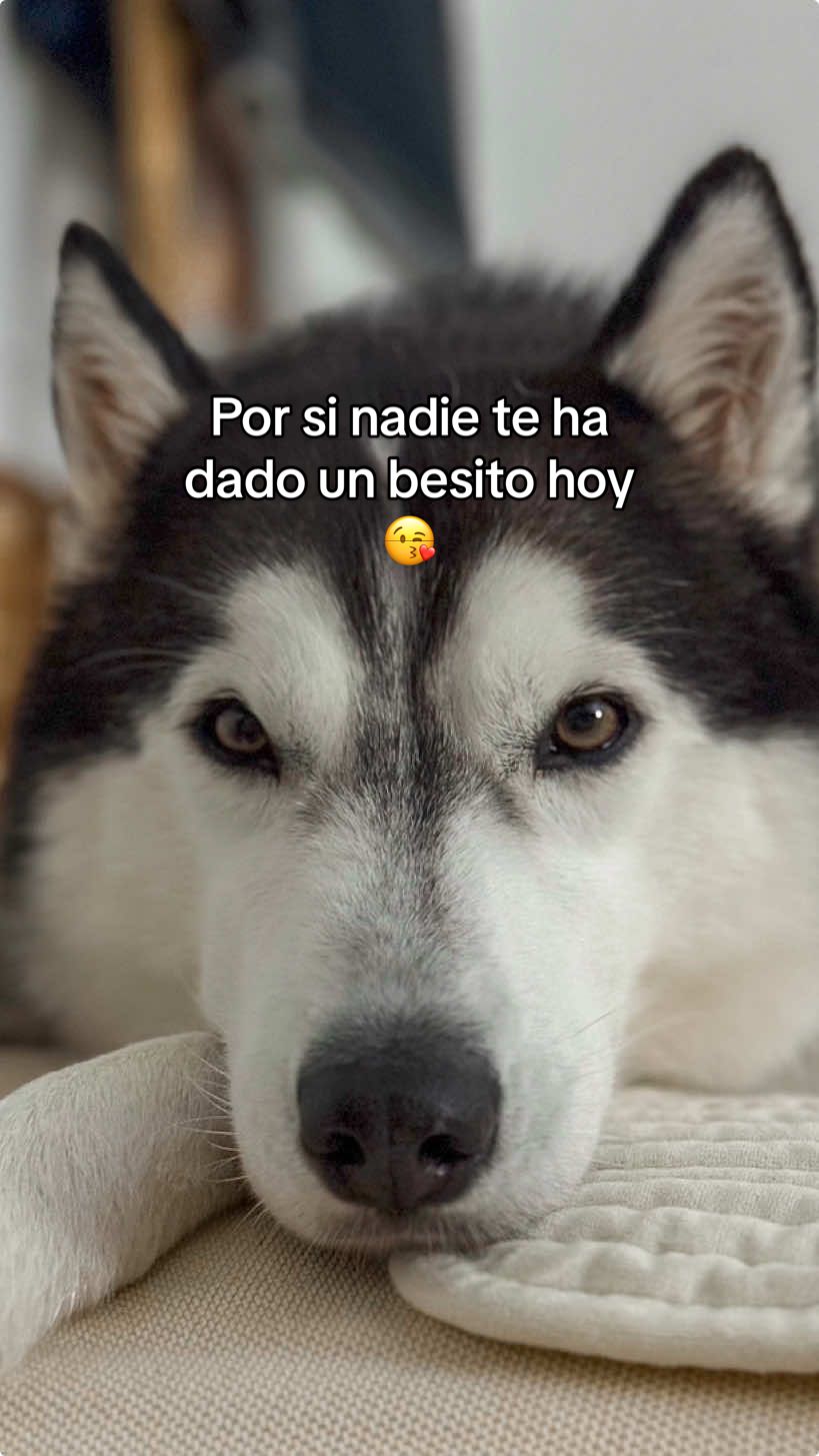 Repartiendo besitos 😘 #besito #beso #perro #husky #apoyoplissssssssssssss💞 #mascota #viral #amor #trend #fyp 