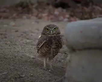 Un hermoso tecolote llanero en Sonora🦉 Qué linda visita (o en realidad nosotros somos sus visitantes) 🌾 Estábamos grabando un cortometraje y nos lo encontramos muy calmado y observador. Tiene una mirada muy imponente 🪺. Qué bonito encontrarme con animales silvestres y poder tomarles foto y video. Recuerden siempre ser respetuosos con la naturaleza. #naturaleza #buho #fotografia #photography #nature #sonora #wildanimals #naturephotography fotografía de naturaleza - fotografía animal