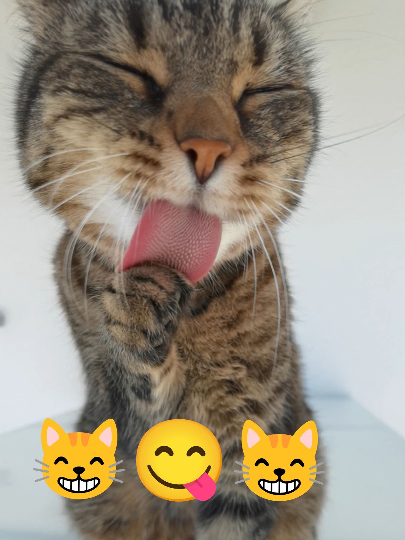 Happy Tongue out Tuesday 😸😋😸 #cat #catsoftiktok #fyp #viral 