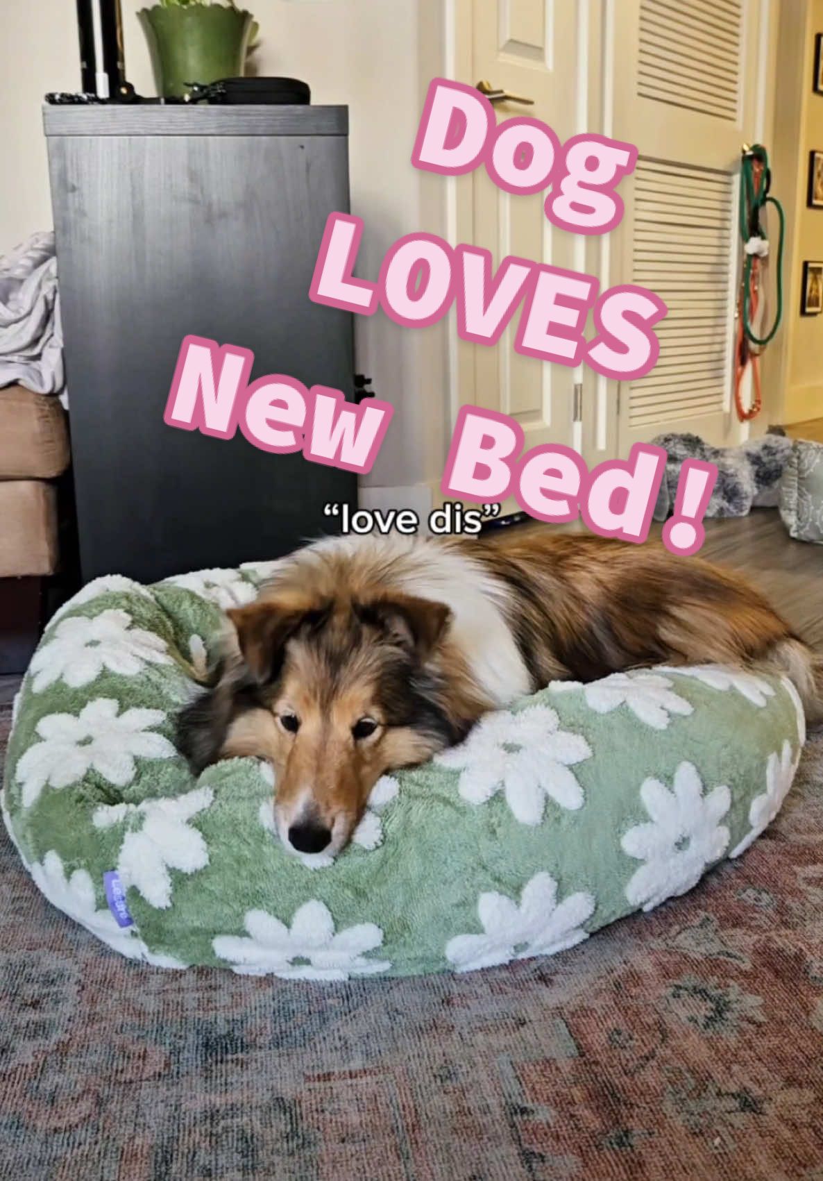 @🩷 Chloe the Sheltie🩷 loves this bed so much, we’re pretty sure she would trade mom in for it if she had to 🤣💕💤 #CyberMonday #shetlandsheepdog #DogBed #CuteDogGift 