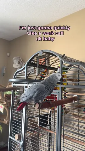 When you’re trying to work, but Gizmo insists on being the CEO… Chief Entertainment Officer #funnyparrot #bird #talkingparrot 
