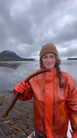 Hey Tiktok fam, sending a big thank you for being here! We’re beyond grateful to be a part of your celebrations, gifts, and holiday traditions. Your support keeps us doing what we love, and we’re honored to be a part of your story. Or at least a tidbit on your fyp. Thanks! #kelp #asmr #fyp #viral #pickles #alaska #barnaclefoods #food #ocean #SmallBusiness #thankyou #lingitaaní 