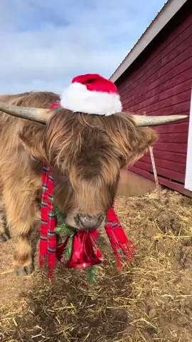 Wouldn’t we all want an Archie under the tree for Christmas 🎄🥰 #fluffycow #fypシ #foryoupageofficiall #cuteanimalsoftiktok #wisconsin #highlandcow #heartyhighlands #farmlife #cowsoftiktok #foru #countrychristmas #christmas 