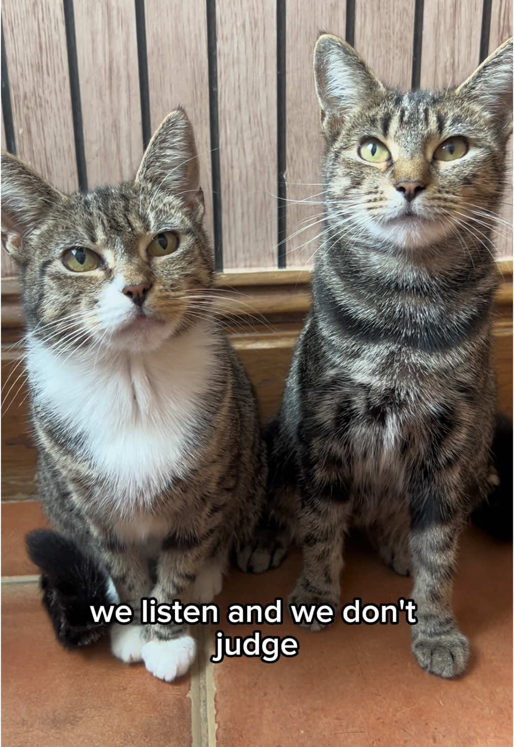 We listen and we don’t judge #pet #cat #cute 