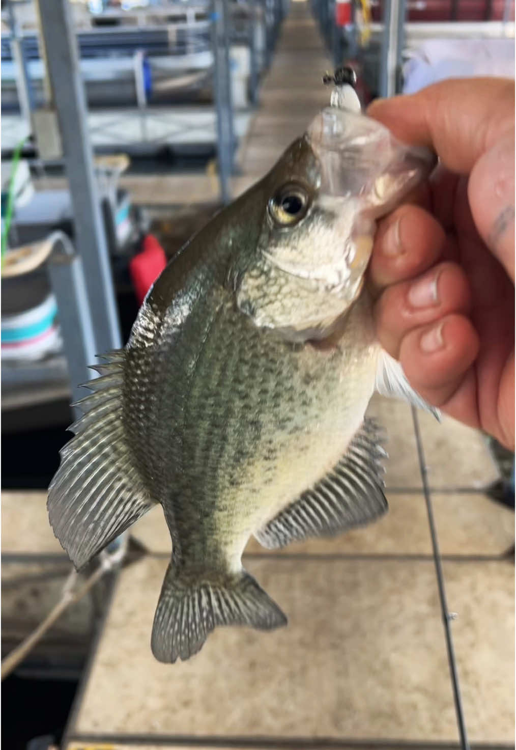 Dollar store fish soup #fyp #catchcleanandcook #beardedfisherman #fishing #fish 