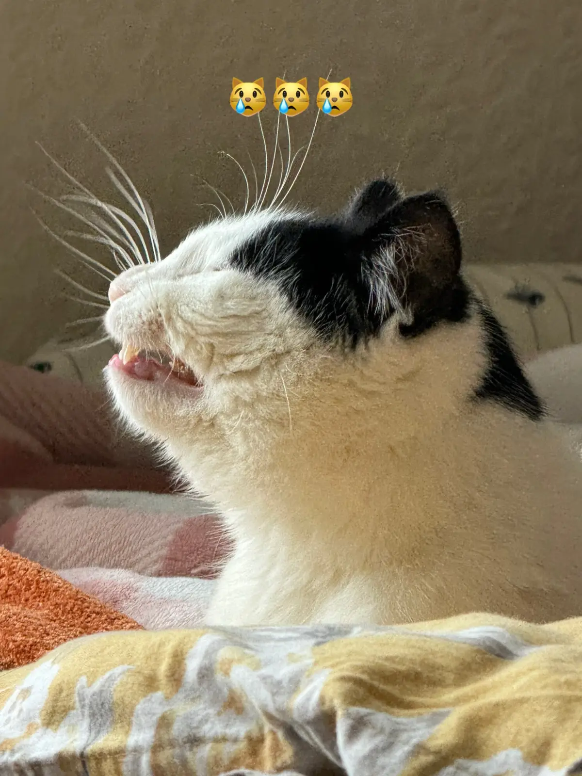 #foryoupage❤️❤️ #foryoupagе #catss #catssoftiktok #catlovers #catlovers #pets #PetsOfTikTok #turkishvan #viralllllllll #fyp #fyppppppppppppppppppppppp #fupp #fypp #fypppppppppppppp #fypagee #queennevercry #trends #catsssss #fypsounds #boost 