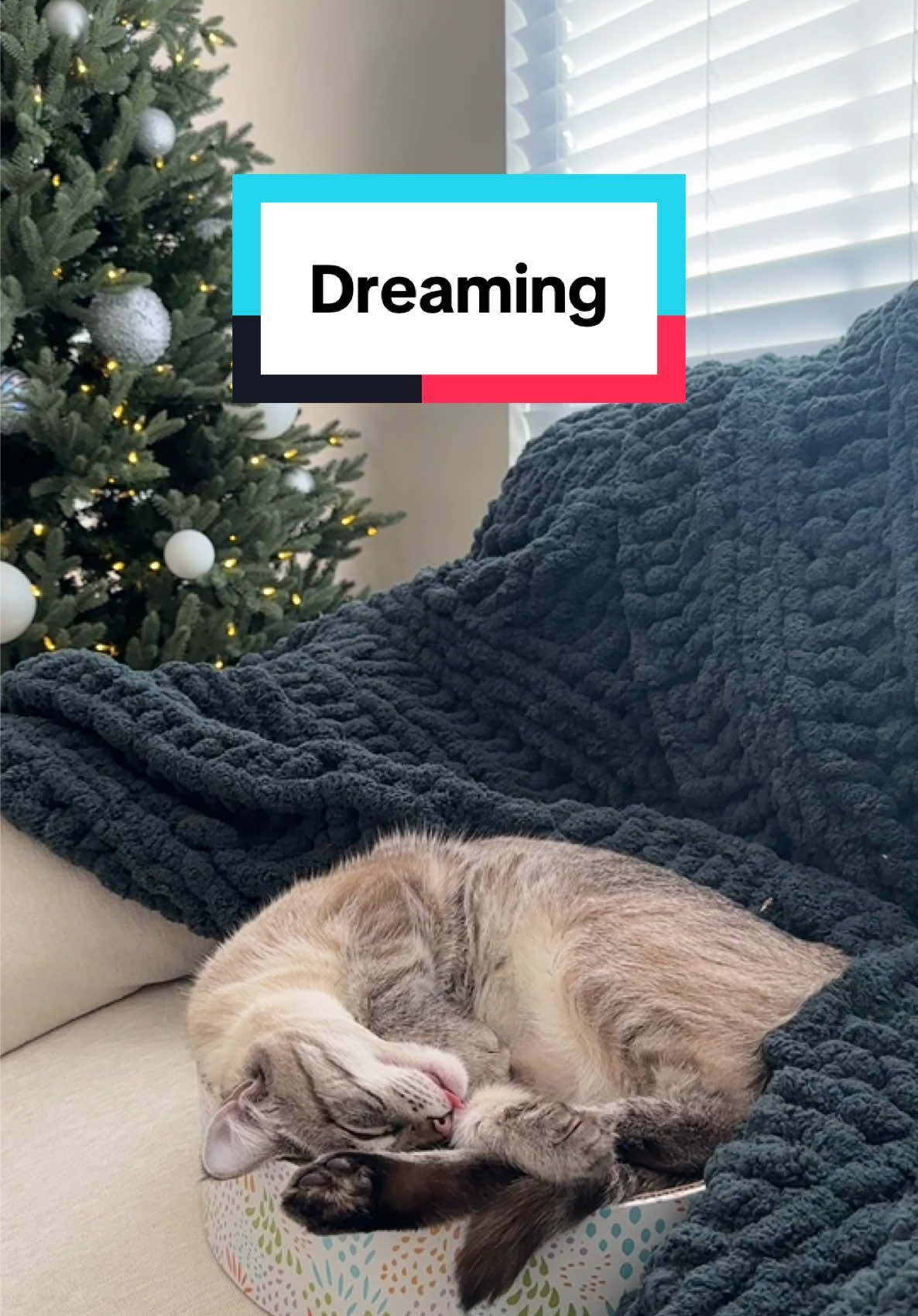 Probably chasing squirrels in her dreams 🐿️☁️😴 #cutecats #cutekittens #funnycats #funnyanimals #lynxpoint #catmom #catlady #catpeople #catsoftiktok #kittensoftiktok #cats #catoftheday 