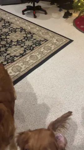 Please pay jo attention to my son playing his soccer game in the backgroubd! #willtheyeatit #goldenretriever #goldenretrieverlife #dogsoftiktok #doglover 