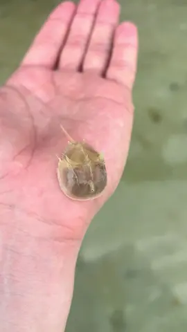 Este extraño animal es una cría de cangrejo herradura considerado un fósil viviente. #viralvideo #florida #cangrejos🦀🦀 