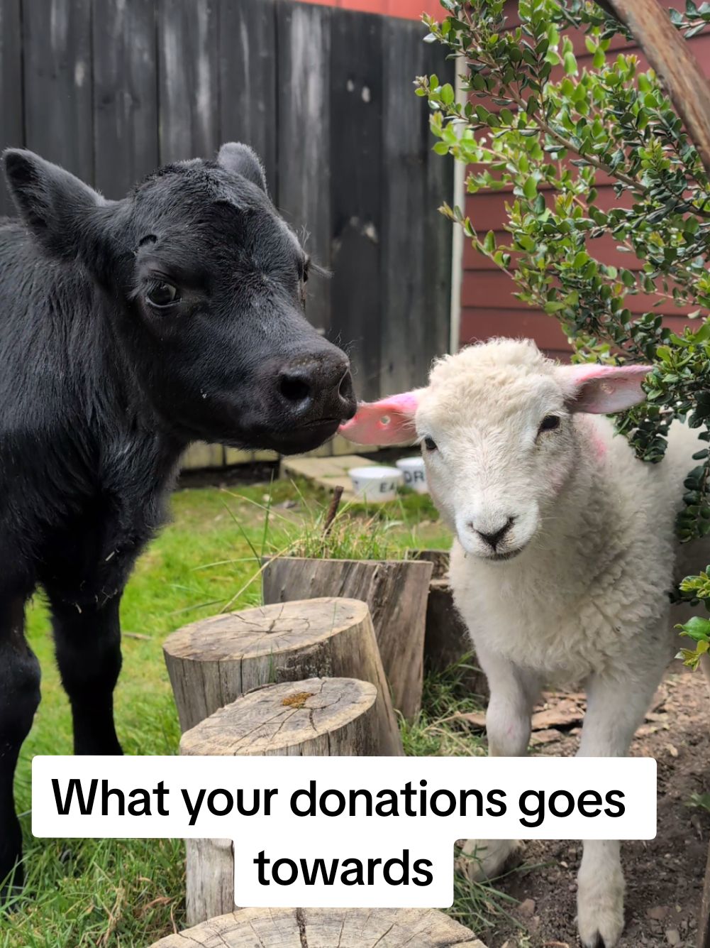 Happy Giving Tuesday!  Here are just a few things that your dollar goes towards when you donate! Not only does it help cover our produce and hay delivery for all those hungry mouths, but it helps change the lives of everyone, ranging from purchasing mobility karts to help them move, little bells to help blind animals hear their friends and to covering a emergency veterinary bills and medications!  If donation isn't a possibility you can still make a huge difference simply by liking and sharing the video to help spread the word of kindness!  