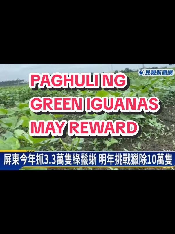 Paghuli ng Green Iguana 🦎 may Reward Money 🤑 Inoffer ang Reward ng Taiwan Ministry of Agriculture dahil Maraming mga Farmers ang umapela na sobrang Salot sa mga pananim nila ang mga Green Iguanas, at sobra bilis dumami ng mga Green Iguanas compare sa mga nahuhuli! 😲 11202024 TFN #bisdakEPAL #mandarin_epal #mandarinmadamepal #taiwan_news_mandarinmadam_epal☺️ 