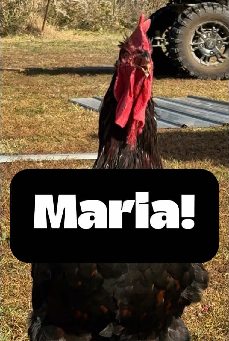 Oh Maria where are you? #hen #rooster #chickens #chicken #chickensofinstagram #comedy #funny #geese #goose #memesdaily #geeseofinstagram #dadjokes #funnyanimals #featheryfinetime #motherclucker #farmjokester #nameyellingchicken