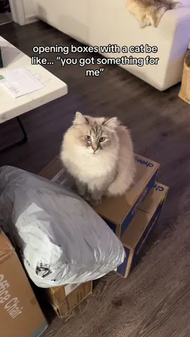 Is every cat like this?  #siberiancat #siberianforestcat #cattok #catlife 