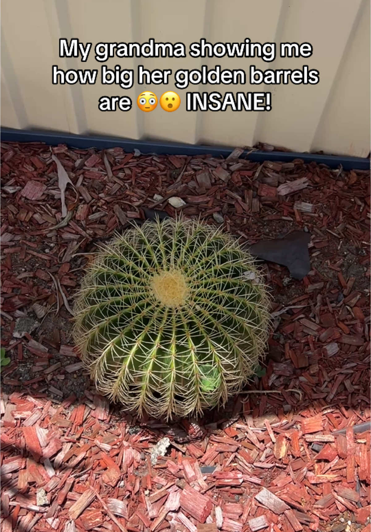 Bless 🥹🥹🥹 love my grandma #fyp #grandma #cactus #goldenbarrel #cactus