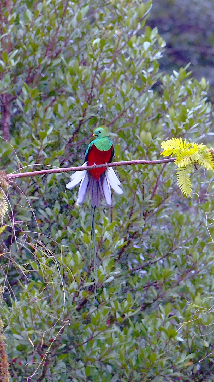 The national bird of Guatemala's , is known for its shy nature and its long tail that resembles an extended evening gown. As an endemic and rare species of Central America, the Resplendent Quetzal (Pharomachrus mocinno) is celebrated as one of the most beautiful birds in the world. Adults measure about 38-41 cm in body length, but their tail feathers can extend up to 70 cm. They are typically found quietly feeding on fruit trees. However, their long emerald-green tail feathers often give away their presence, trailing behind them in flight or swaying gently with the wind when perched. In flight, their tail creates the illusion of magic, painting a green trail in the air. These birds inhabit the grand and lush montane evergreen and pine-evergreen forests of southern Mexico and Central America. #resplendentquetzal #birds #didyouknow #nature 