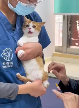 My cat hates the vet😾#fypシ #foryou #funnyanimasl #funnycats #catsoftiktok #kitten #pethospital #vet 