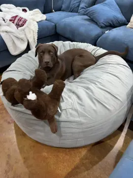 So comfortable even the puppy won’t get off #Beanbag #LabOfTikTok #LabradorRetriever #DogsOfTikTok #ChristmasGifts #DogBed