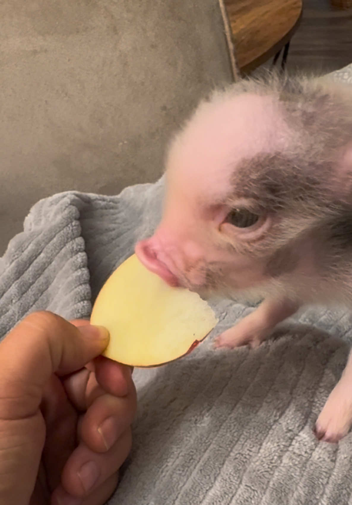 Baby Diz ❤️ #minipig #minipigsoftiktok #pigsoftiktok #pig #piglet #asmr #asmrsounds 