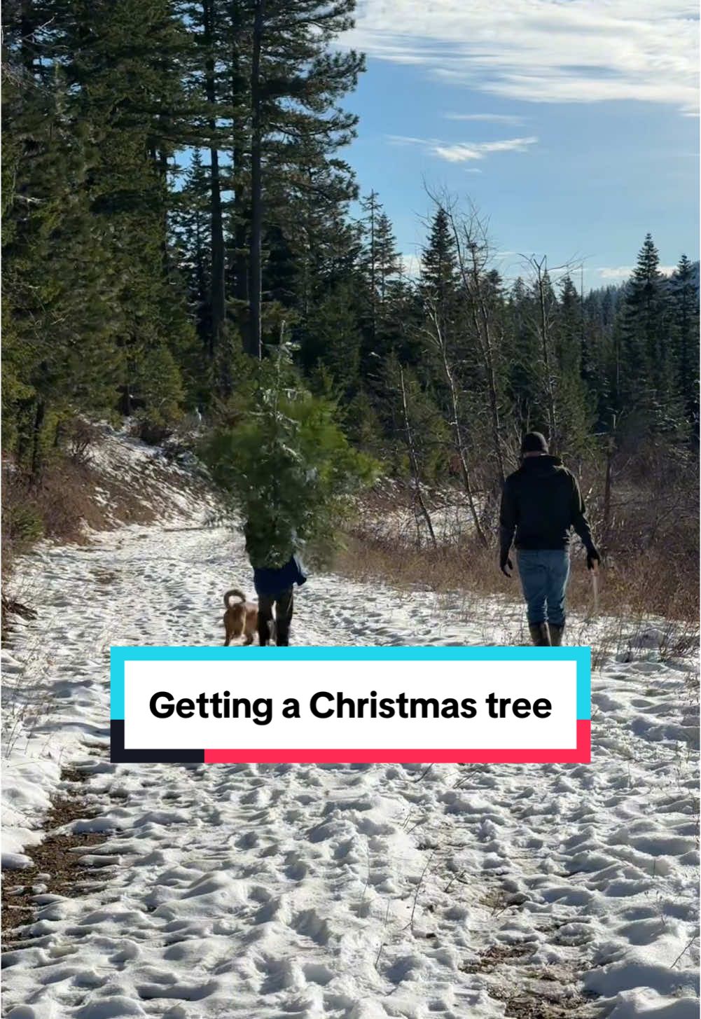 A family tradition✨ #christmastree #realtree #familyadventure #christmasadventures #familytraditions #makingmemories #Vlog #christmasvlog #familyvlog #familylife 