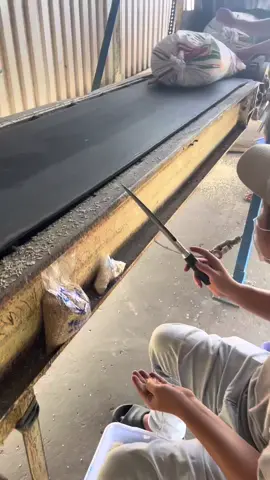Sản xuất gạo vụ thu đông🌾🏭