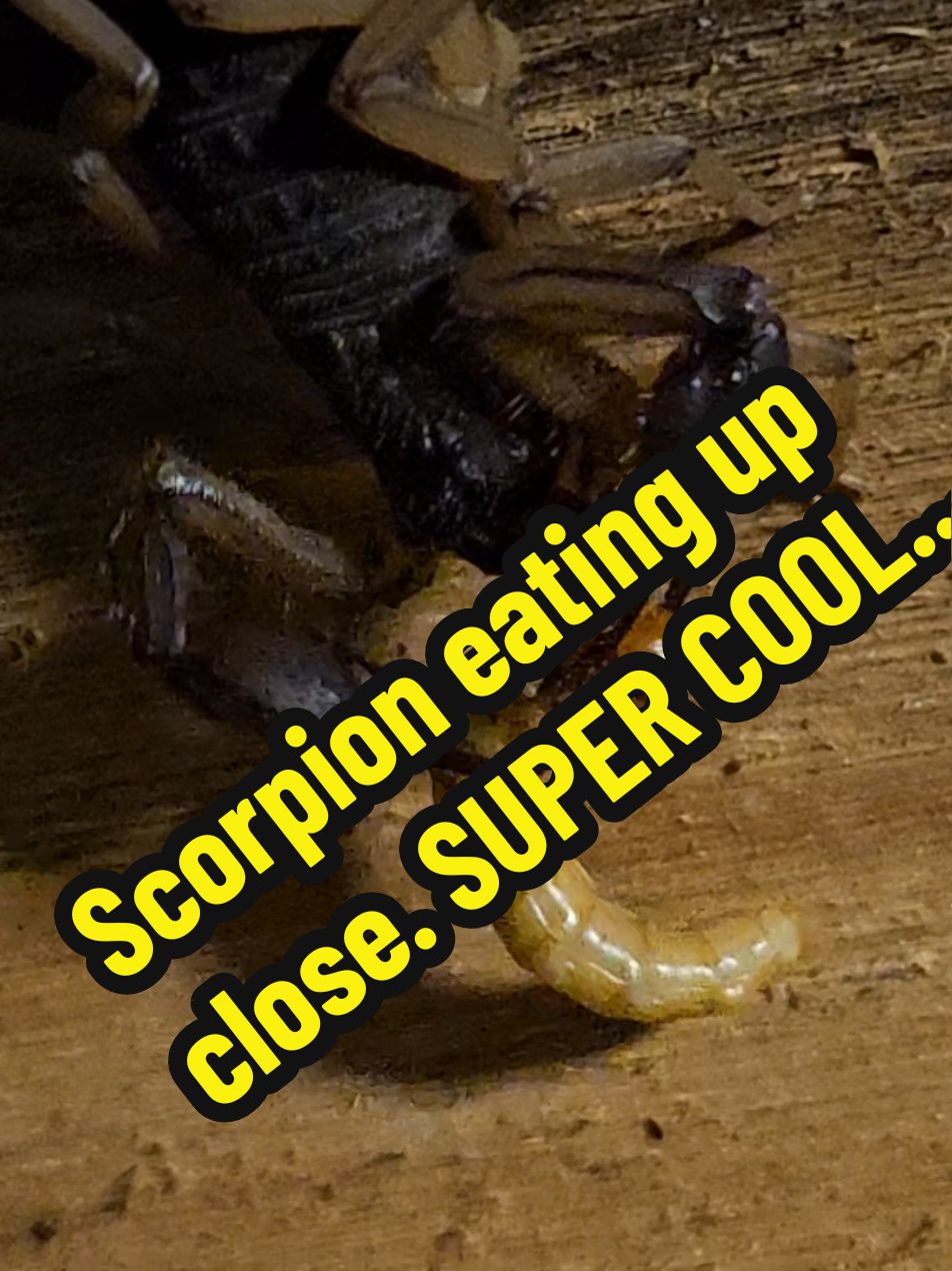 Scorpions have jaws on each side of their mouth?  I've never seen my Scorpion eat. I usually give him his meal, he hides, I walk away, he eats. Tonight I caught him eating! I also saw that coolest thing .. His mouth. So bizarre so, off to Google I went.  