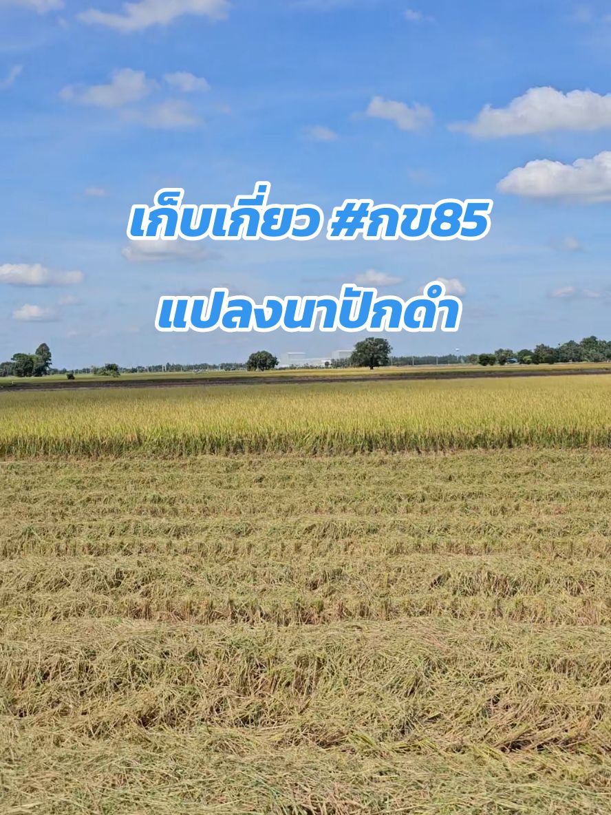 เก็บเกี่ยว #กข85 แปลงนาปักดำ   👉 กข61 กข41 กข49 กข79 กข85  ปทุมธานี1  อื่นๆ  สนใจ หรือ ต้องการใช้​ เมล็ดพันธุ์​ข้าว​ ติดต่อ โทร 092-4949595   #มีบริการจัดส่งทั่วประเทศ🥰          087-0451044   #ราคามิตรภาพ❤️         085-7021750   #ร้านเปิดบริการทุกวันนะครับ😎 อยากได้​ #ข้าวปลูกแจ๋วๆ​  ต้องสั่ง​ #แจ๋วพันธุ์ข้าว🌾 🌾เมล็ดพันธุ์ข้าวดี มีคุณภาพ 🌾 #นึกถึงเมล็ดพันธุ์ข้าวนึกถึงแจ๋ว👍👍👍 #เมล็ดพันธุ์ข้าวที่ชาวนาไว้วางใจ❤️❤️❤️ #เมล็ดพันธุ์ข้าวดีมีคุณภาพ🥇🥇🥇 #แจ๋วพันธุ์ข้าว #แจ๋วพันธุ์ข้าวสุพรรณบุรี #ข้าวปลูก #ข้าวปลูกคุณภาพดี #ข้าวปลูกแจ๋วๆ  #แจ๋วพันธุ์ข้าวปลูก #ข้าวศูนย์ #กรมการข้าว🌾  #ทีมงานแจ๋วจัดให้ครับ😎😎     ⛳️ #ข้าวปลูกพันธุ์ดีส่งฟรีถึงบ้าน👍🏻🚛  #ล้างรถเกี่ยวข้าวก่อนลงเก็บเกี่ยวทุกแปลง #ข้าวปลูก #ปลีก_ส่ง #ร้านการเกษตร #พันธุ์ข้าว #เมล็ดพันธุ์ข้าว #พันธุ์ข้าวนาปรัง #ข้าวปลูกนาปรัง #นาปรังอีสาน #พันธุ์ข้าวนาปรังอีสาน 📍แผนที่ : https://maps.app.goo.gl/UdiuzeZASaSjhENF7?g_st=ic 📍Facebook : แจ๋วพันธุ์ข้าว https://www.facebook.com/Jawpankaow/ 📍TikTok       : http://www.tiktok.com/@jpk_jawphankao￼