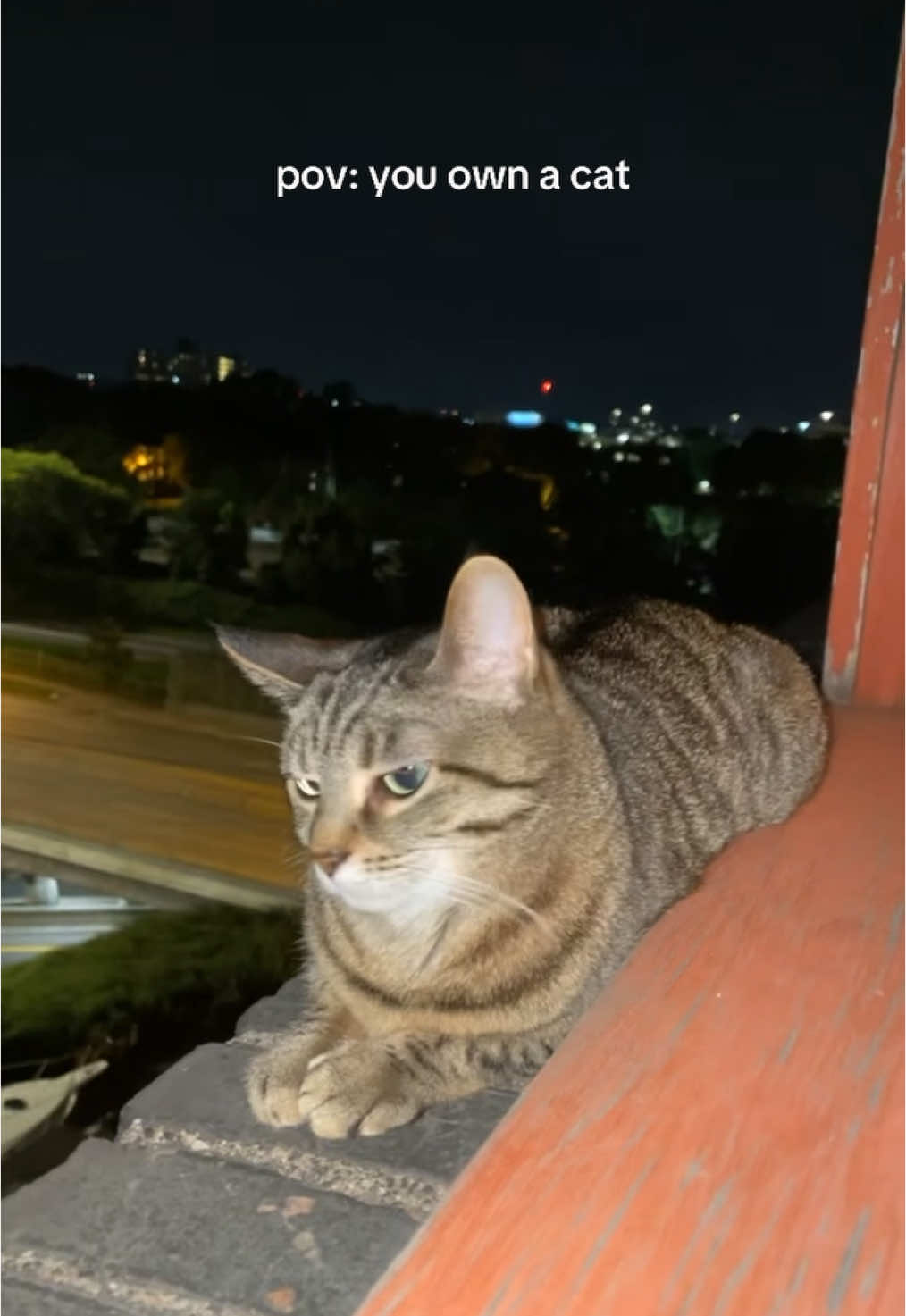 needless to say, my dad built me a screen for that window the next day #catsoftiktok 