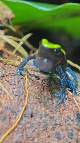blueblackgreenpoisonfrog #kodokunik #uniquefrog 