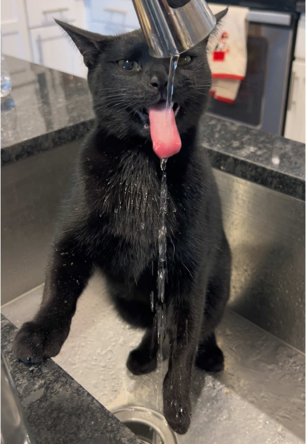 I SO THIRSTY NEED WATERS NOW #voidcat #blackcat #blackcatsoftiktok #cat #cattok #funnycat 