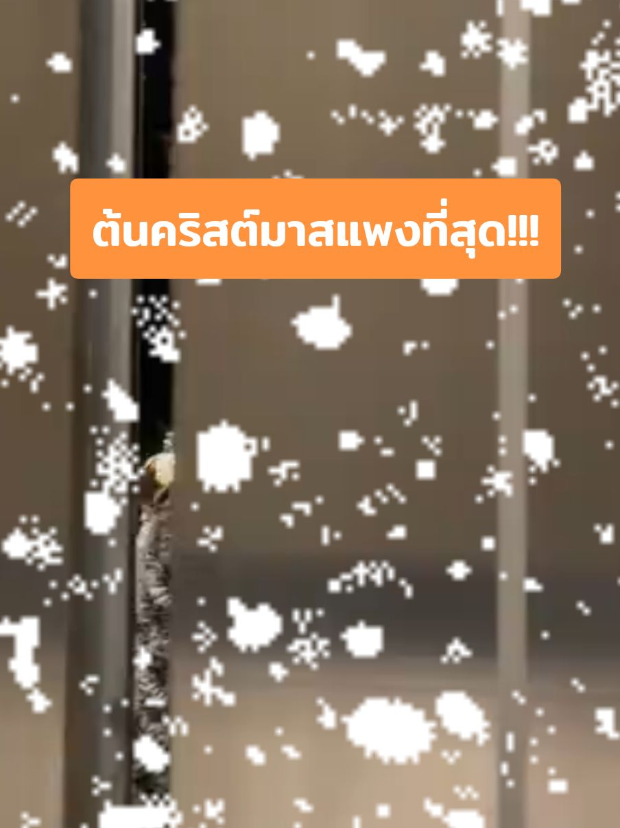 จะเอาต้นนี้ไว้ตรงไหนของบ้านดี? #สัตว์เลี้ยงtiktok #สัตว์เลี้ยงอารมณ์ดี #pet #สวนสัตว์tiktok #คริสต์มาส2024  #ไซบีเรียนเป็นหมาตลก 