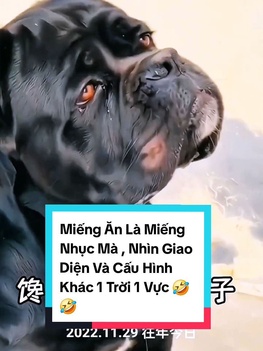 NHÌN SAO MÀ NÓ HÈ..N 🤣 #haihuoc #kenpi #dvkenpi 