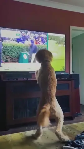 He revenge the TV📺👻😂 #dog #dogsoftiktok #fyp #foryou #funnyvideo #funnyanimals #funnypets #pet #usa_tiktok 