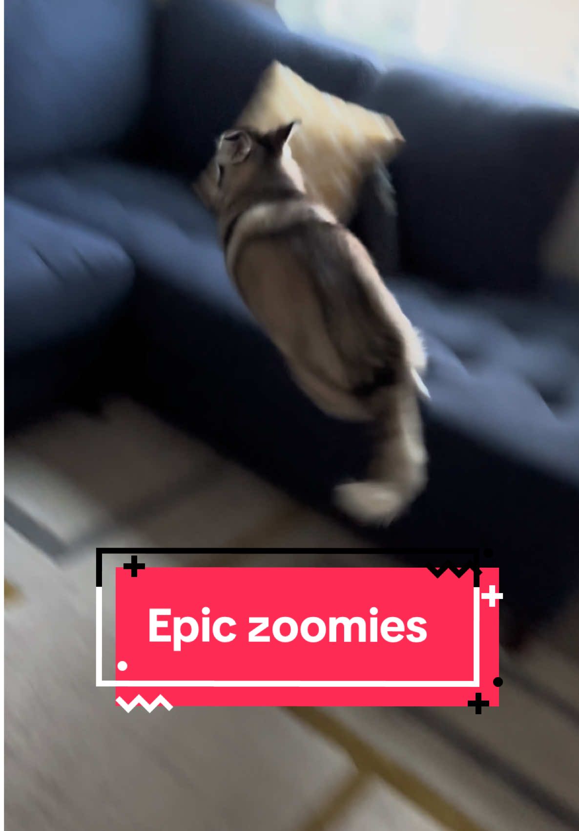 Most epic zoomies 🤣🤣🤣 #happydog #dogs #dogsofttiktok #queenofzoomies #zoomies #fyp 