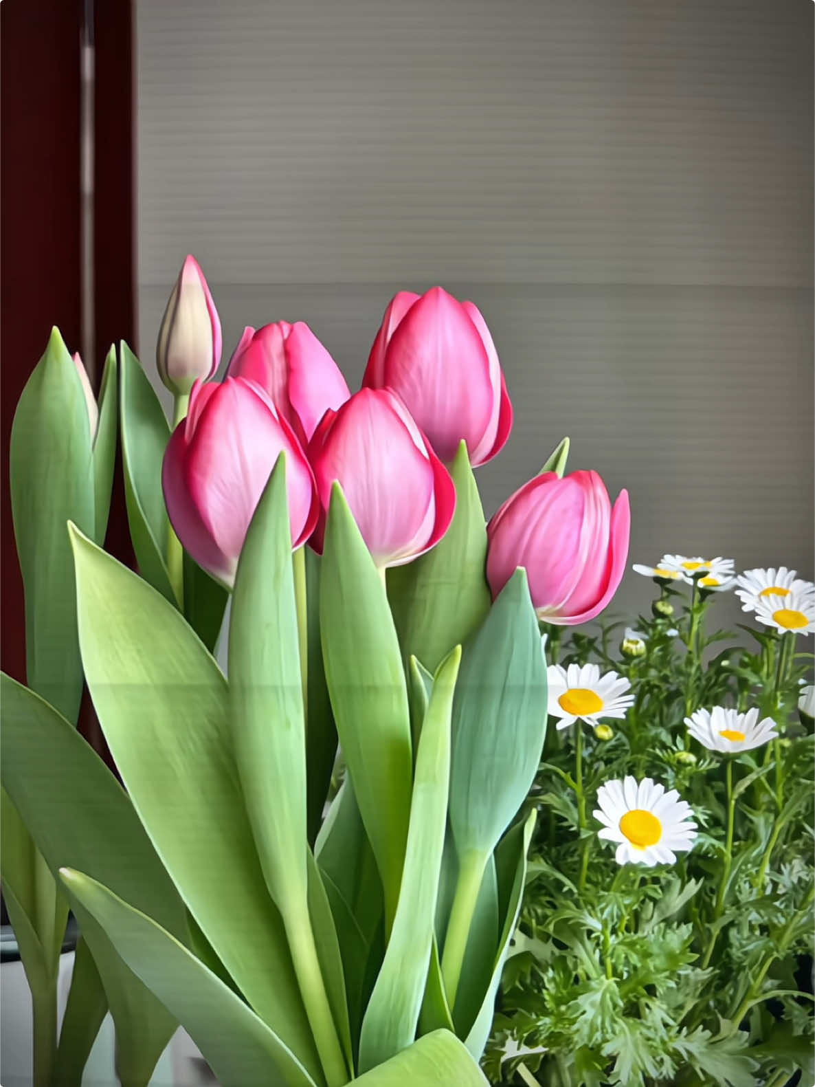 Giải đáp về cách trồng hoa tulip ở cmt 🌷