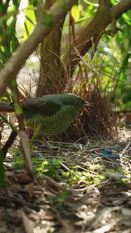 When it comes to unusual sounds and behaviours, satin bowerbirds (Ptilonorhynchus violaceus) are one of Australia's sweetest and most unique birds! These birds are renowned for decorating their homes (bowers) with blue objects. These odds and ends comprise everything from feathers, flowers, seed pods, fruits, and butterfly wings to artificial items such as ball-point pens, matchboxes, string, marbles and pieces of glass. 🎥 @jeremyfilmsthings #ausgeo #seeaustralia #bird #birds #birdlife