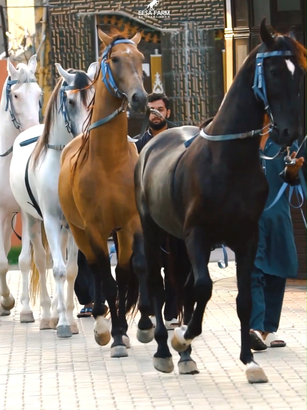 میرے شوق دا نیں اعتبار تینوں 🐴🐎❤️ #sardarshanikhan #highlightsシ゚ #trendingvideo #rarebeauty #rareaesthetic #bestofthebest #esthetician #lineupchallenge #desibloodline #nukry #horsesoftiktok #beautiesandbeasts 